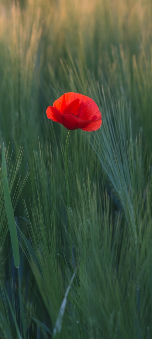 Image flower, plant, petal, vegetation, grass