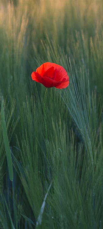 flower, plant, petal, vegetation, grass