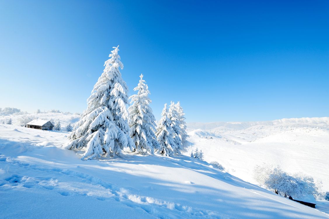Schneebedeckte Kiefern Auf Schneebedecktem Boden Unter Blauem Himmel Tagsüber. Wallpaper in 8512x5664 Resolution