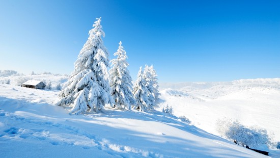 Image snow covered pine trees on snow covered ground under blue sky during daytime