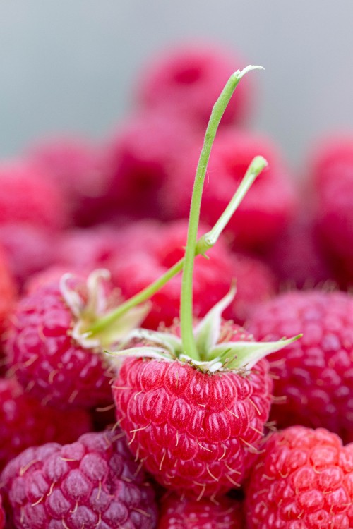 Image red raspberry fruits in tilt shift lens