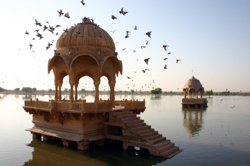 Image flock of birds flying over body of water during daytime