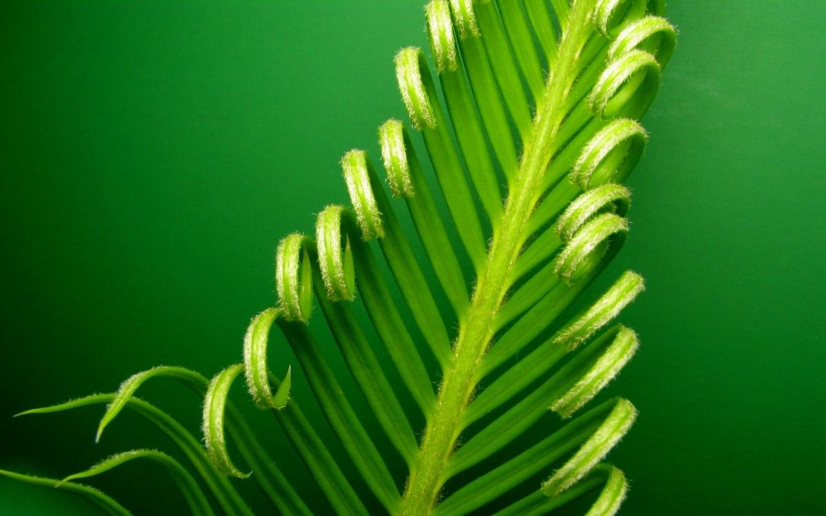 green plant in macro lens