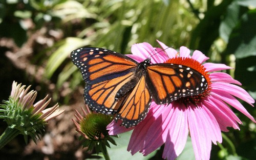 Image monarch butterfly perched on pink flower in close up photography during daytime