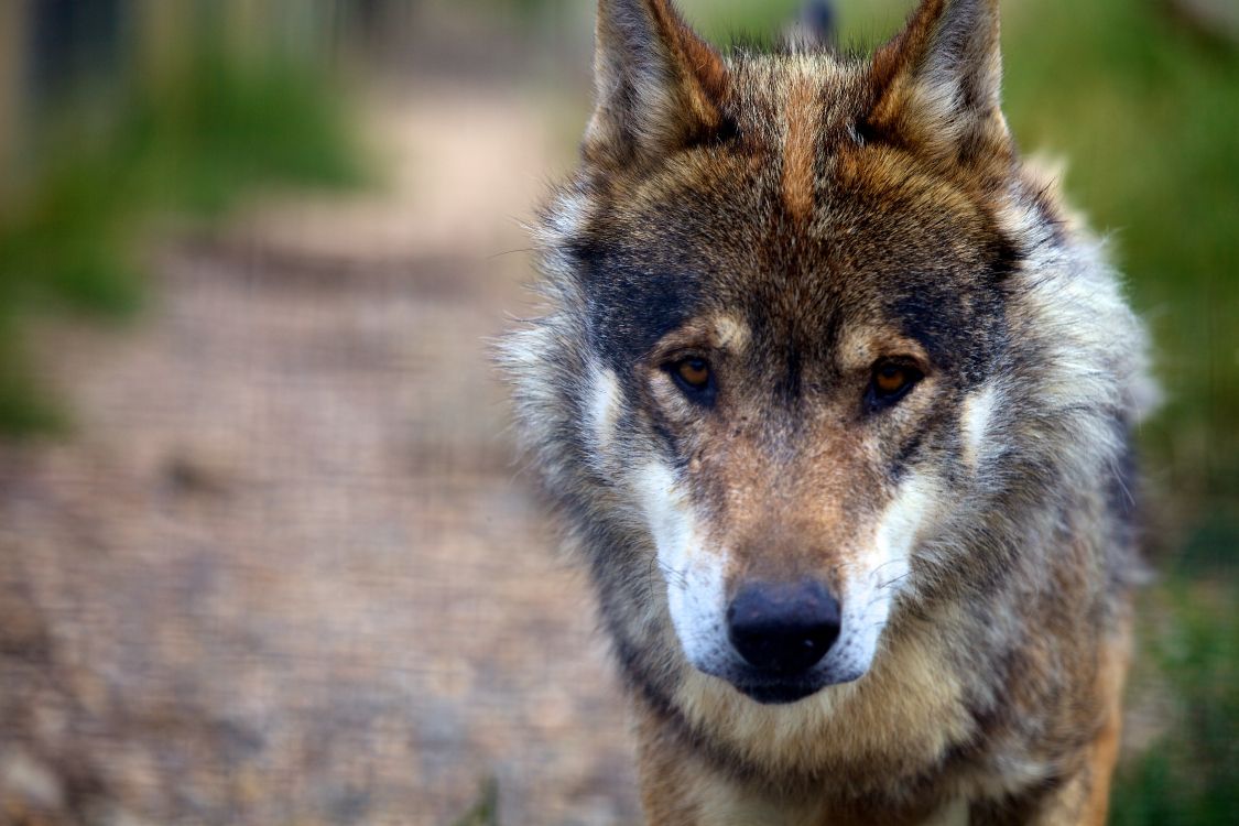 狼, 野生动物, 捷克斯洛伐克那只狼狗, 那只狼狗, 狗喜欢哺乳动物 壁纸 5616x3744 允许