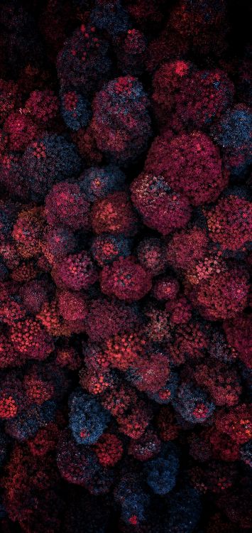 Baum, Kernlose Früchte, Kunst, Blühende Pflanze, Magenta. Wallpaper in 1421x3000 Resolution