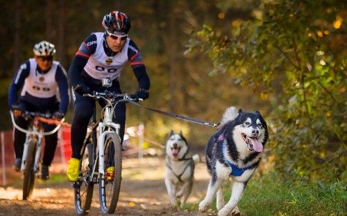 Image person in red and white jacket riding on black and white siberian husky