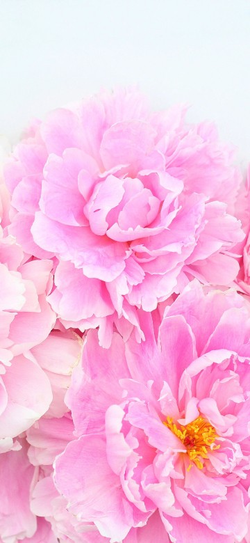 Image pink flowers on white surface