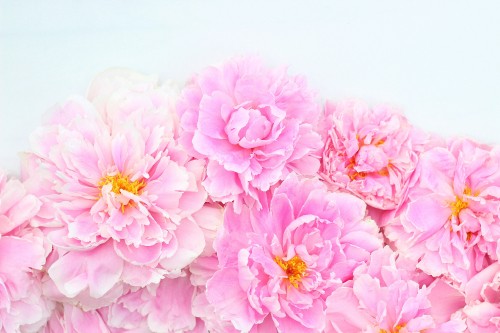 Image pink flowers on white surface