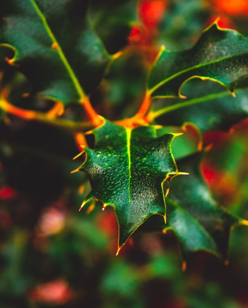 Image plant, maple, close up, pattern, Plants