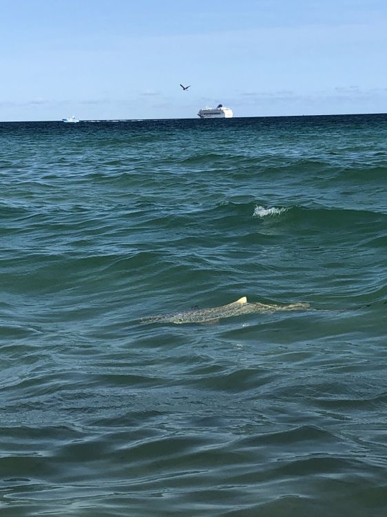 Mar, Agua, Biología, Ciencia, Líquido. Wallpaper in 1536x2048 Resolution