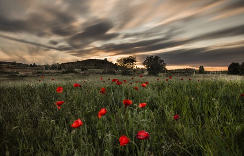 Image red flowers on green grass field under cloudy sky during daytime