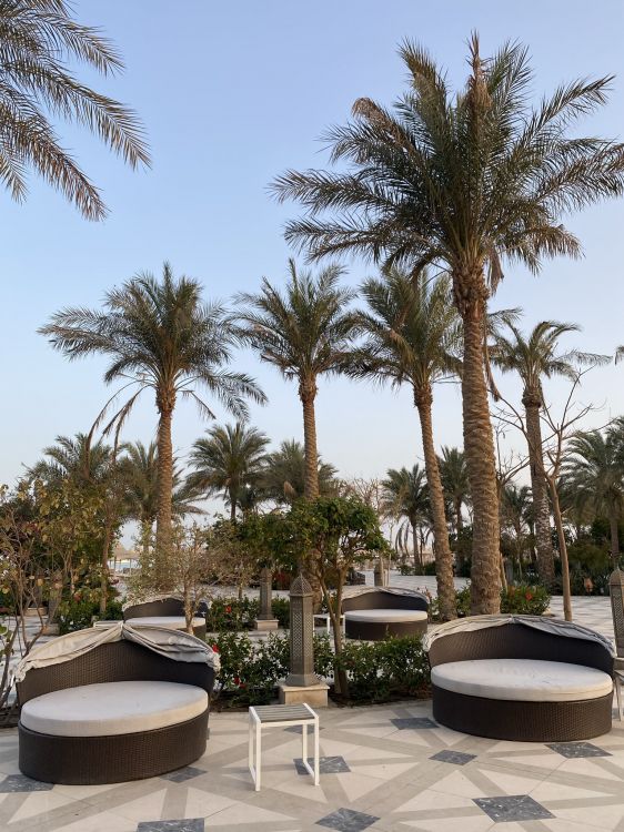 Palmier, Dattier, Botanique, Bâtiment, Mobilier D'extérieur. Wallpaper in 1536x2048 Resolution