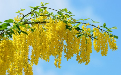 Image yellow leaves on green tree during daytime