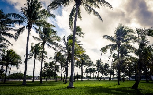 Image green palm trees on green grass field during daytime