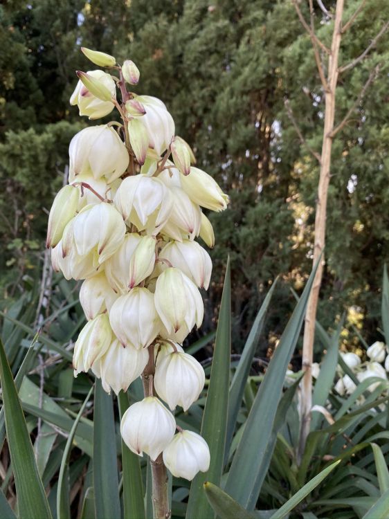 la Floración de la Planta, Ciencia, la Física, Biología, la Vegetación. Wallpaper in 1536x2048 Resolution