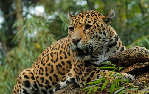 Image brown and black leopard on green grass during daytime