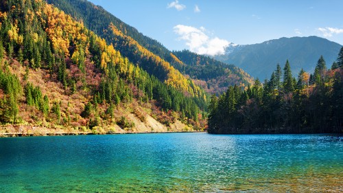 Image green trees on mountain beside body of water during daytime