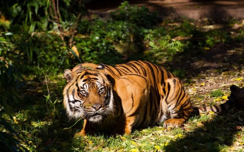 Image tiger lying on green grass during daytime