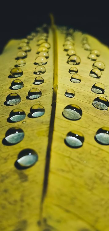 Main, Équipement de Bureau, Plante Terrestre, Périphérique D'entrée, Cercle. Wallpaper in 1421x3000 Resolution