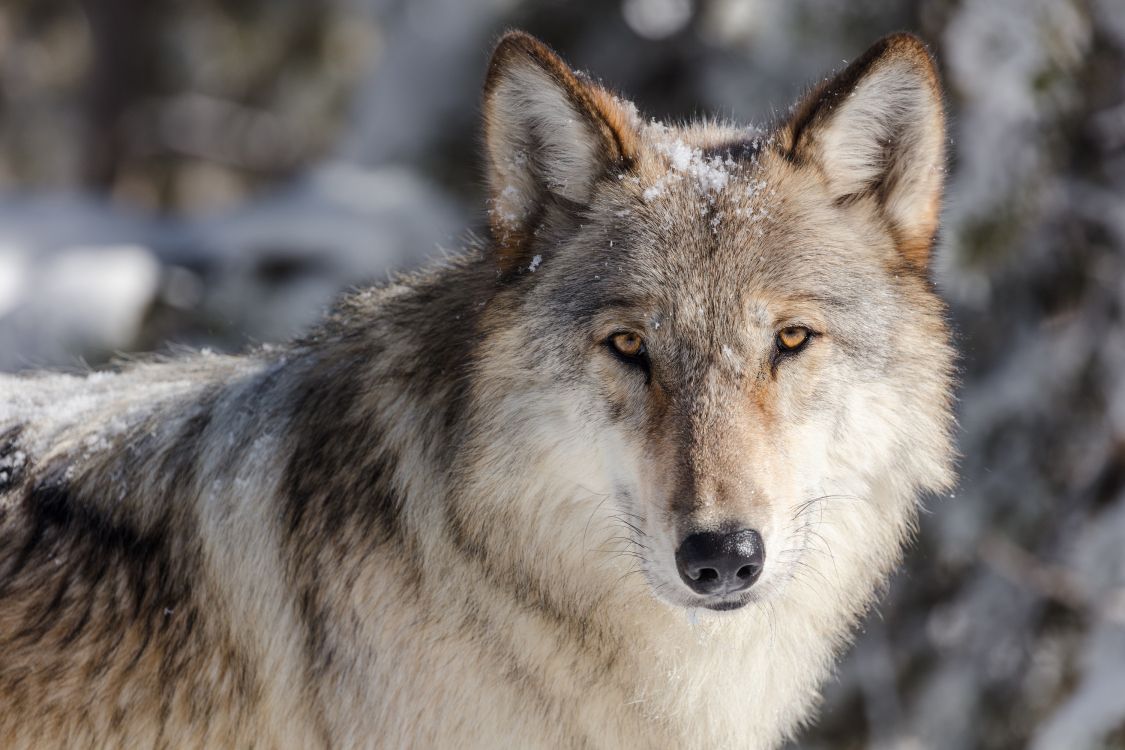 white and black wolf on snow covered ground during daytime