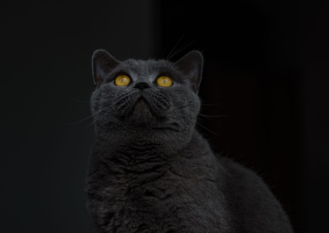 Russische Blaue Katze im Schwarzen Hintergrund. Wallpaper in 3455x2451 Resolution