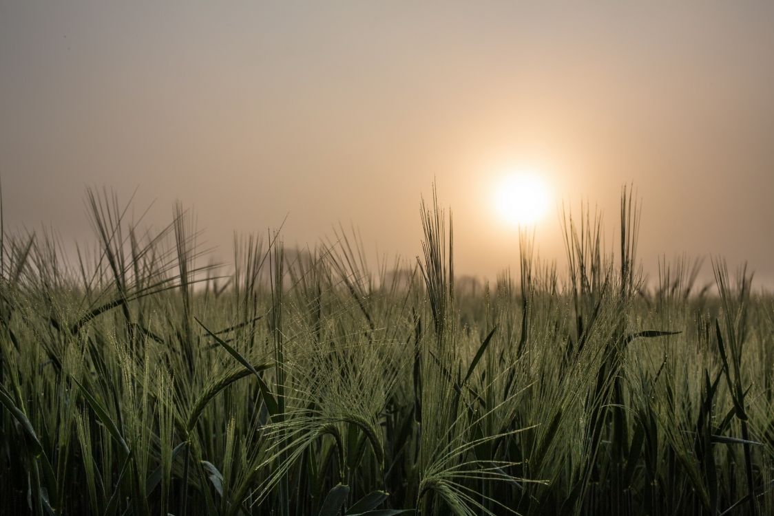 green grass field during sunset