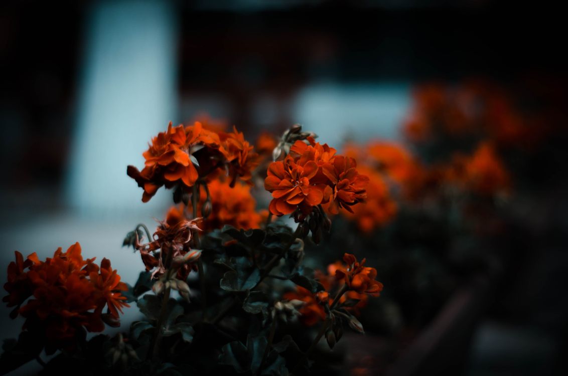 Orange Flowers in Tilt Shift Lens. Wallpaper in 4519x2993 Resolution