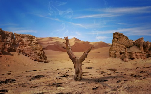 Image brown tree trunk on brown sand under blue sky during daytime