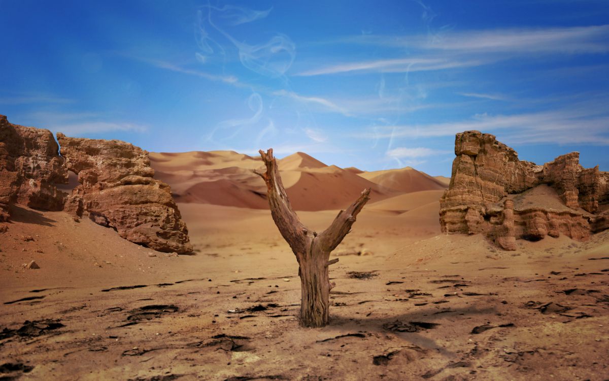 brown tree trunk on brown sand under blue sky during daytime