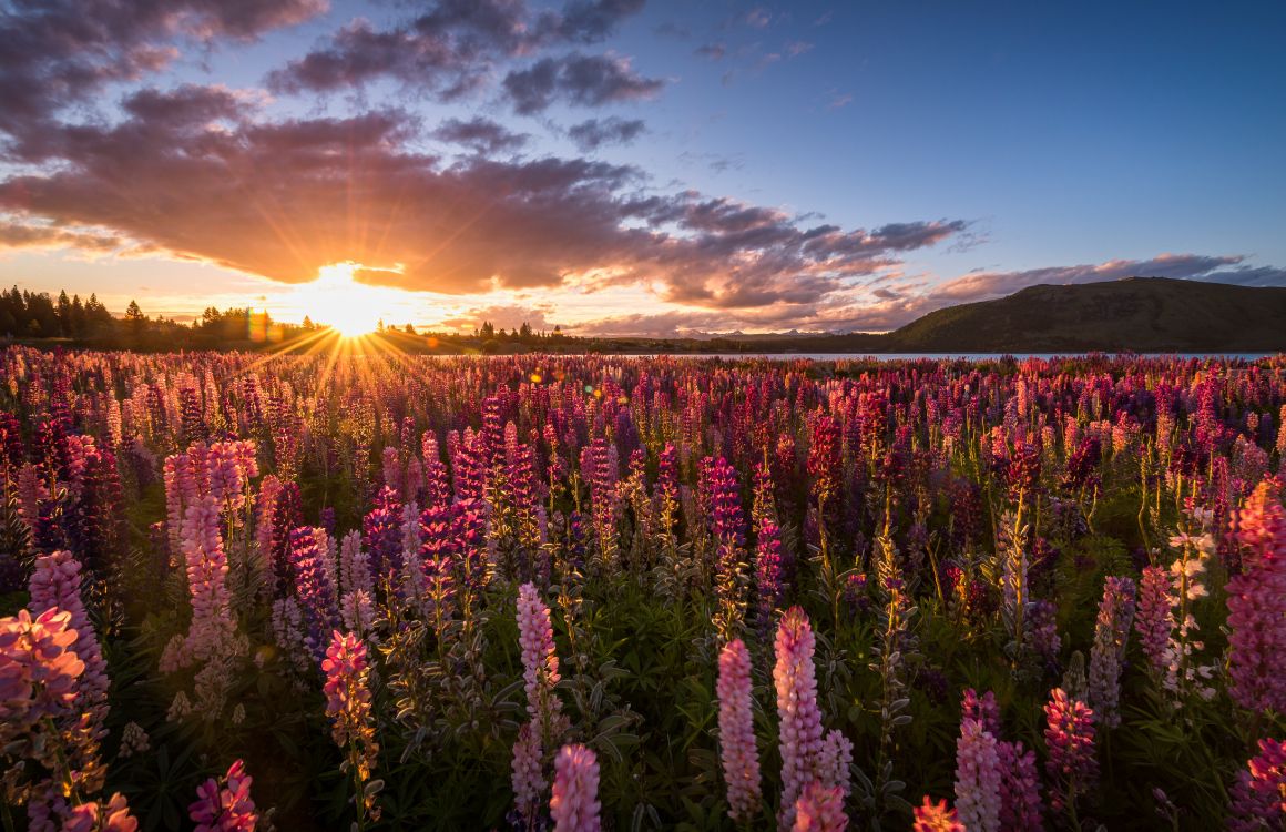 Purple Flower Field During Sunset. Wallpaper in 5943x3841 Resolution