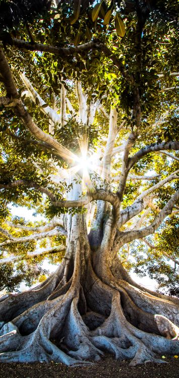 人们在自然界, 木, 树枝, 自然景观, 植被 壁纸 1421x3000 允许