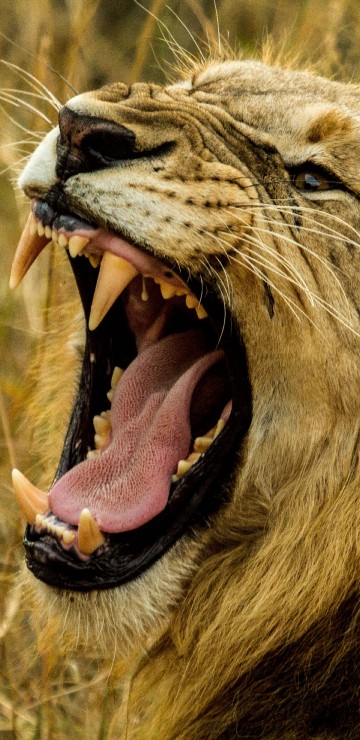 Image lion lying on brown grass during daytime