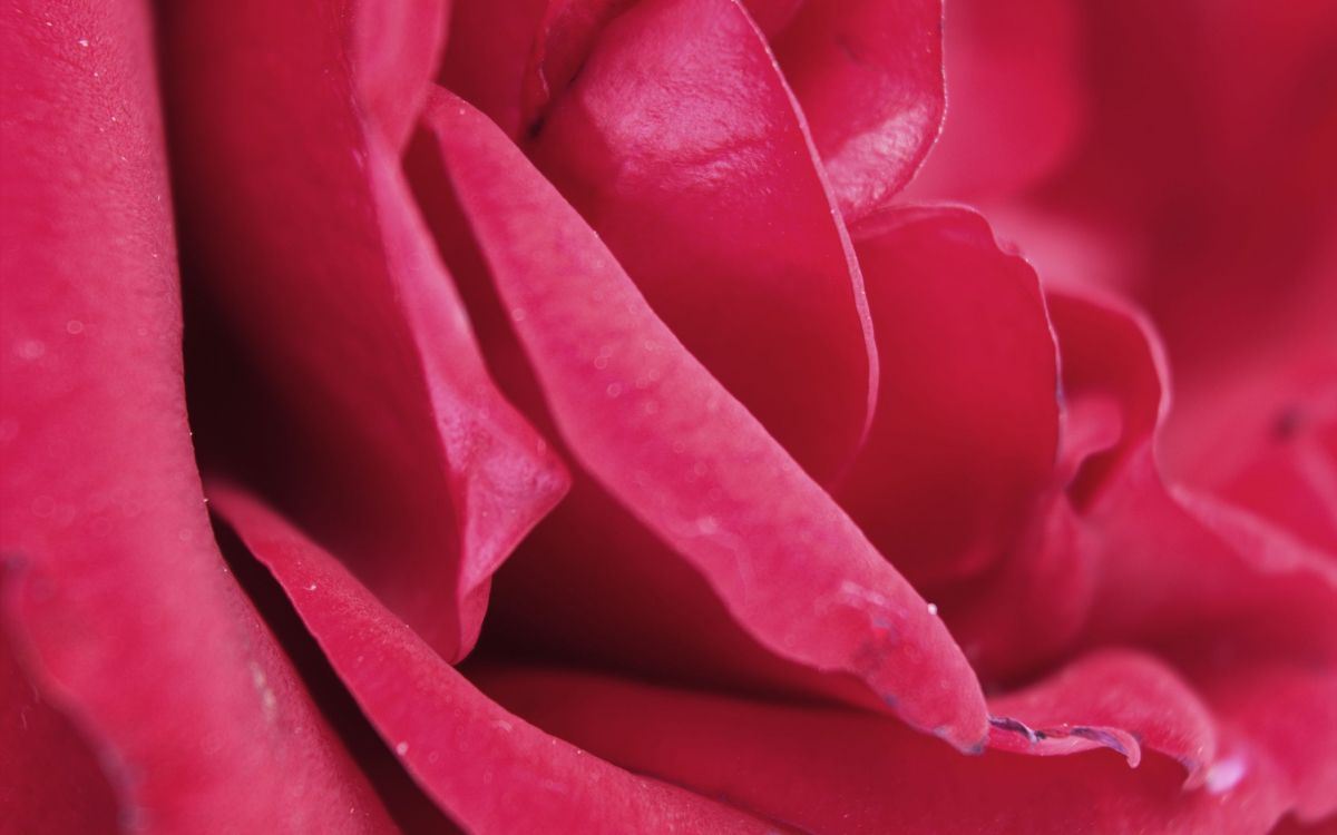 Rote Rose in Nahaufnahmen. Wallpaper in 2560x1600 Resolution