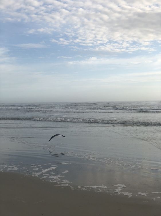 Vasière, Eau, Marée, Corps de L'eau, Fluide. Wallpaper in 1536x2048 Resolution