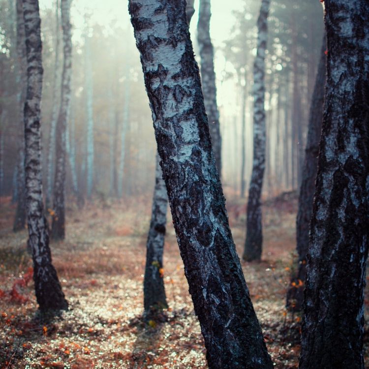 brown tree trunk on forest during daytime