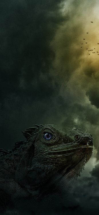 Agua, Iguania, Reptil, Cuerpo de Agua, Ave. Wallpaper in 1080x2340 Resolution