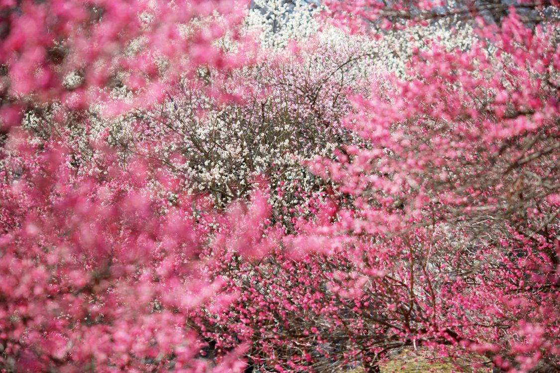 Japan, Kirschblüte, Pink, Frühjahr, Baum. Wallpaper in 4992x3328 Resolution