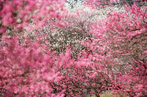 Image japan, cherry blossom, blossom, flower, pink