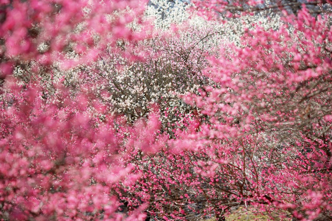 japan, cherry blossom, blossom, flower, pink