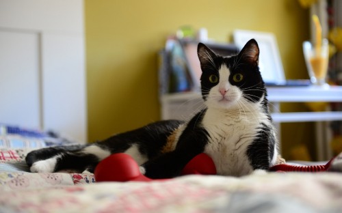 Image black and white cat lying on bed