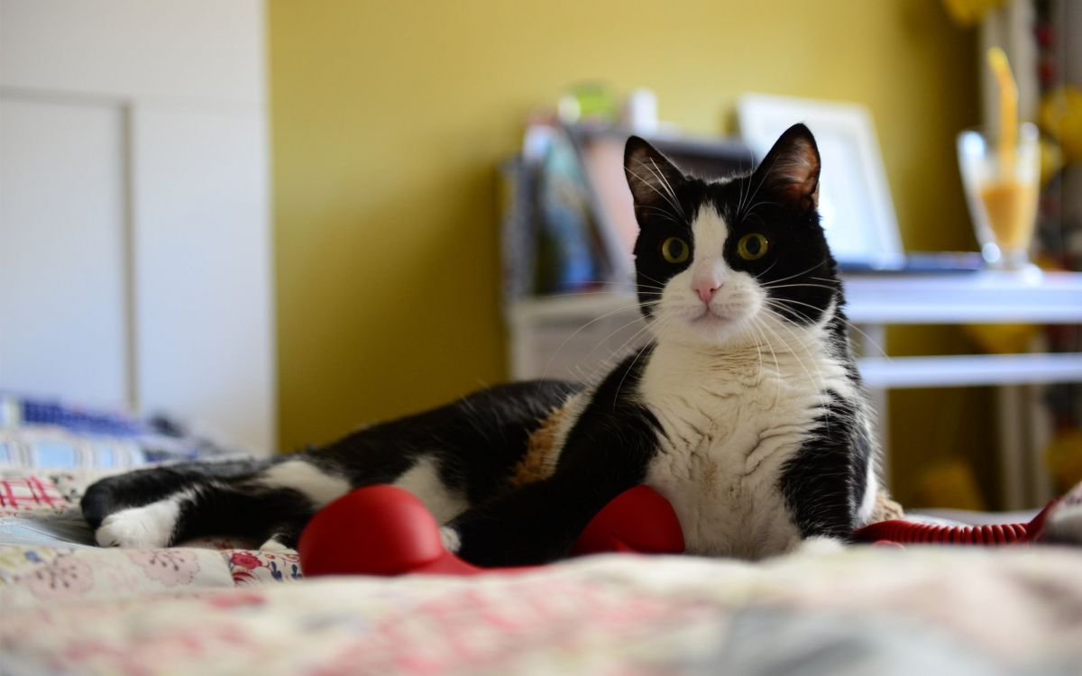 black and white cat lying on bed