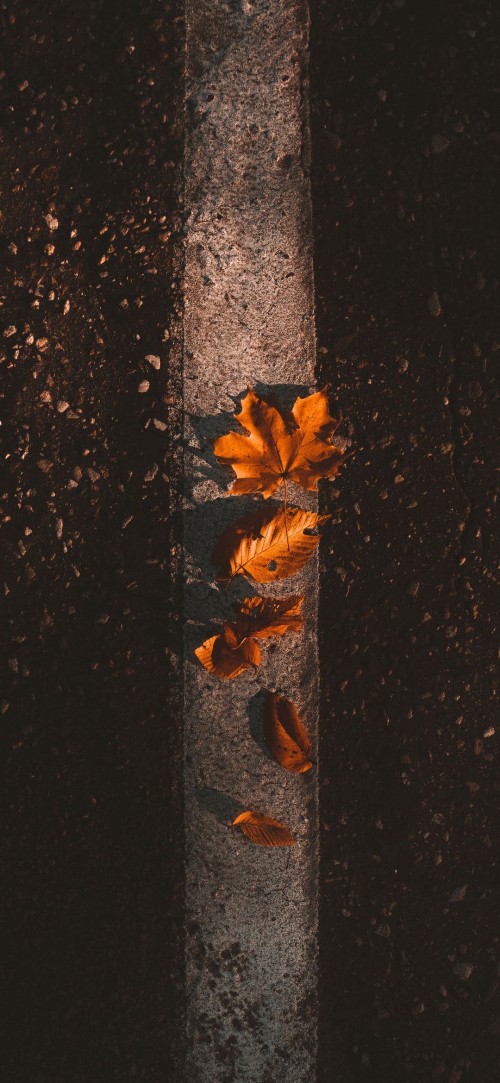 Image orange, autumn, leaf, maple leaf, wood