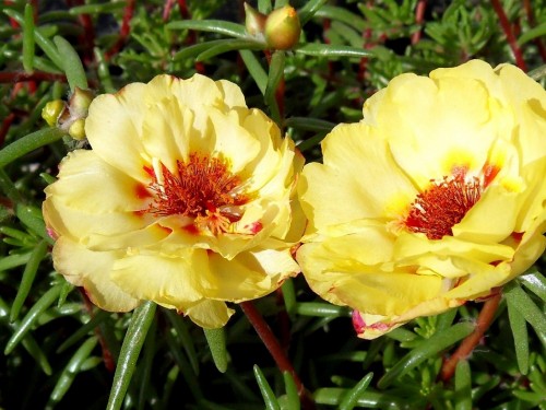 Image yellow and red flower in bloom during daytime