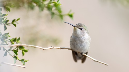 Image gray and white bird on brown tree branch during daytime