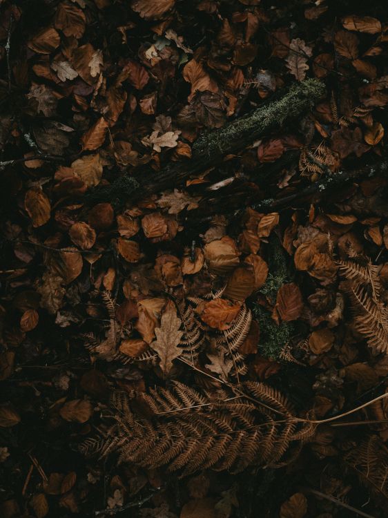 Brown, Muster, Stilleben. Wallpaper in 6192x8256 Resolution