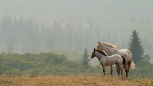 Image 2 white horses on brown grass field during daytime