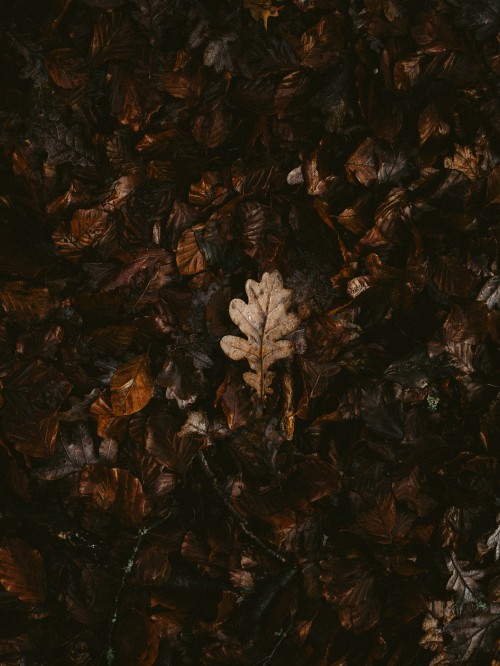 Image brown, leaf, Plants, silhouette, art