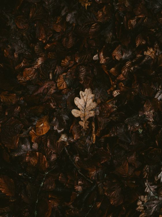 brown, leaf, Plants, silhouette, art