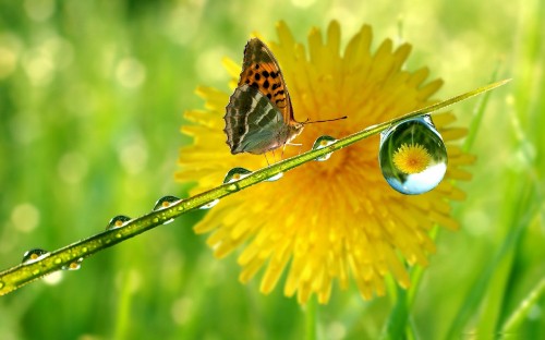 Image brown and black butterfly on yellow flower